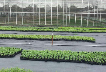 截圖1605144306.png 截圖1605144306.png